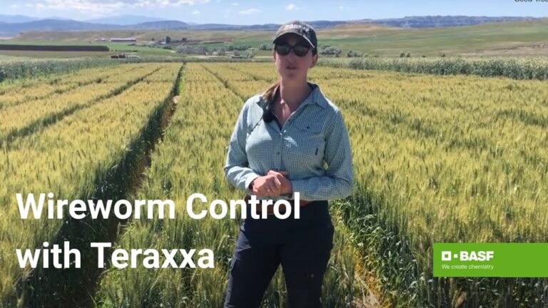 Understanding Reddy Anna ID: Features, Benefits, and the Impact of the Reddy Book Club